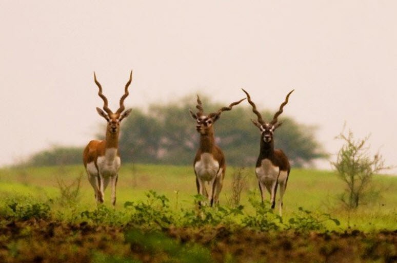 Ranibennur Blackbuck Sanctuary, Haveri, Karnataka - Vushii.com Ranibennur Blackbuck Sanctuary, Haveri, Karnataka - Vushii.com